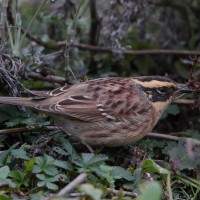 płochacz syberyjski